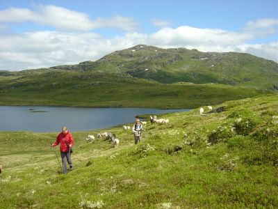 Schafe verfolgen uns am Heggdalsvatnet
